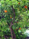 Archivo:Orange Tree