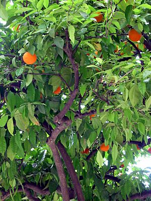 Archivo:Orange Tree