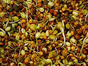 Archivo:Organic mixed beans shoots