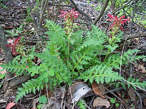 Archivo:Pedicularis densiflora-1