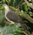 Pigeon leucomèle