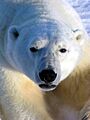 Polarbär 1 2004-11-17
