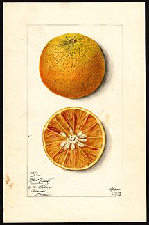 Archivo:Pomological Watercolor POM00000332
