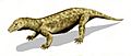 Procynosuchus BW