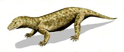 Procynosuchus BW
