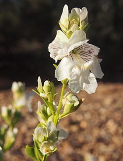 Prostanthera striatiflora flower 1.jpg
