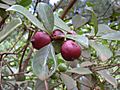Psidium cattleianum fruit