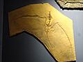 Pterosaur fossil, Desert Museum