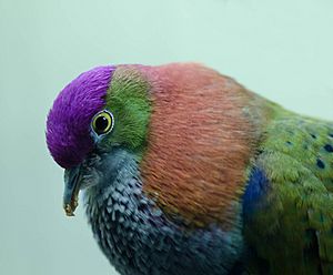 Archivo:Ptilinopus superbus -Burgers Zoo, Arnhem, Netherlands -male-8a (1)