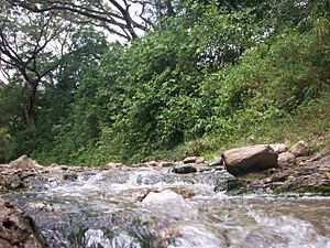 Archivo:Quebrada Santa María en las cercanías a su recorrido por la planicie aluvial. Paracotos