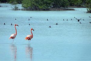 Archivo:Red flamingos
