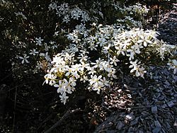 Ricinocarpos pinifolius orig.jpg