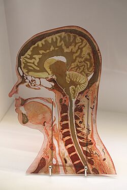 Sagittal brain slice, UB Museum of Neuroanatomy, Buffalo, New York.jpg