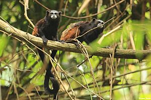 Archivo:Saguinus fuscicollis weddelli Rio Branco Acre