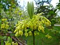 Sassafras albidum flower