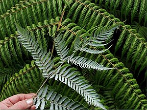 Archivo:Silver-fern
