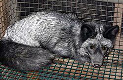 Archivo:Silver fox