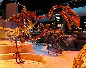 Archivo:Skeleton of Titanis at the Florida Museum of Natural History