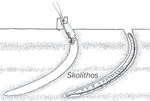 Archivo:Skolithos icnofosil ilustracion
