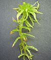 Sphagnum sp