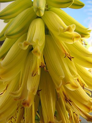 Archivo:Starr-091222-1011-Aloe vera-flowers-Honokanaia-Kahoolawe (24362391894)
