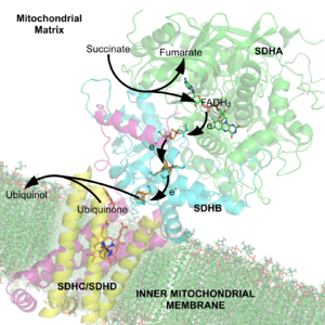 Archivo:Succinate Dehydrogenase 1YQ3 Electron Carriers Labeled