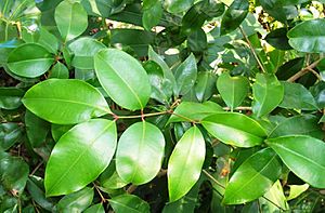 Archivo:Syzygium crebrinerve - leaves