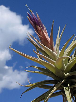 Tillandsia hondurensis (TS) 1-00327.jpg