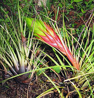 Tillandsia punctulata at Monteverde, Costa Rica (9298950016).jpg