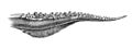 Todarodes pacificus arm