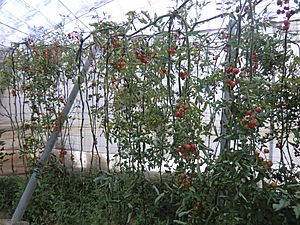 Archivo:Tomate cherry en invernadero
