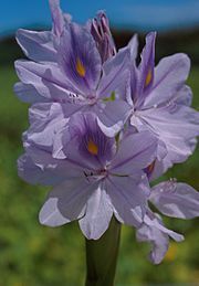 Archivo:Water hyacinth bloom