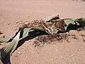 Welwitschia-mirabilis-man