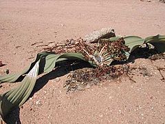 Welwitschia-mirabilis-man