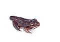 Wood frog early metamorph