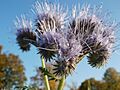 20111022Phacelia Ketsch 04