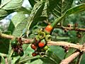 Aegiphila lhotzkiana fruits
