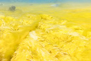 Archivo:Alfombra de algas amarillas, parque nacional Ras Muhammad, Egipto, 2022-03-27, DD 41
