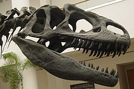 Archivo:Allosaurus skull SDNHM