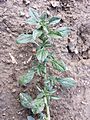 Amaranthus blitoides sl5