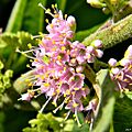American beautyberry (Callicarpa americana) (7729346546)