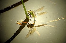 Anax imperator with problems to born 04