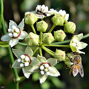 Archivo:Ant, Bee and White Twinevine (Sarcostemma clausum) (7984936872)