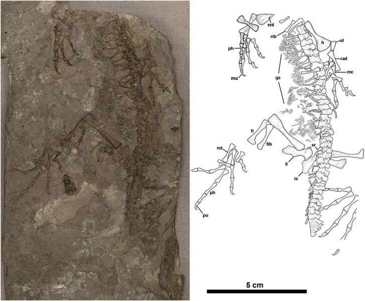 Anthracodromeus longipes