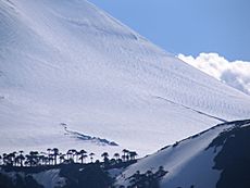 Archivo:Araucaria araucana, Volcan Llaima