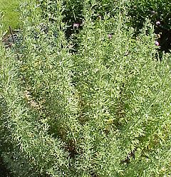 Artemisia-alba.jpg
