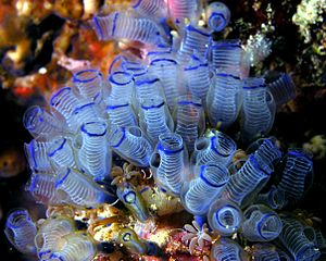 Archivo:Bluebell tunicates Nick Hobgood