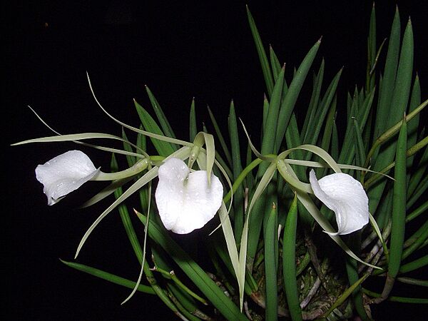 Brassavola nodosa Orchi 03