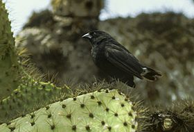 Cactus Finch - Galapagos Image11 (22765114223).jpg