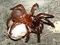 Calathotarsus simoni adult female